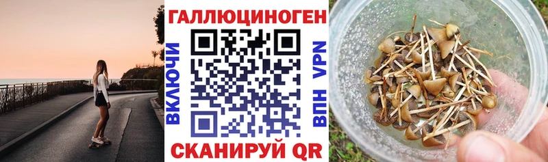 kraken рабочий сайт  Гусь-Хрустальный  Галлюциногенные грибы Psilocybine cubensis 